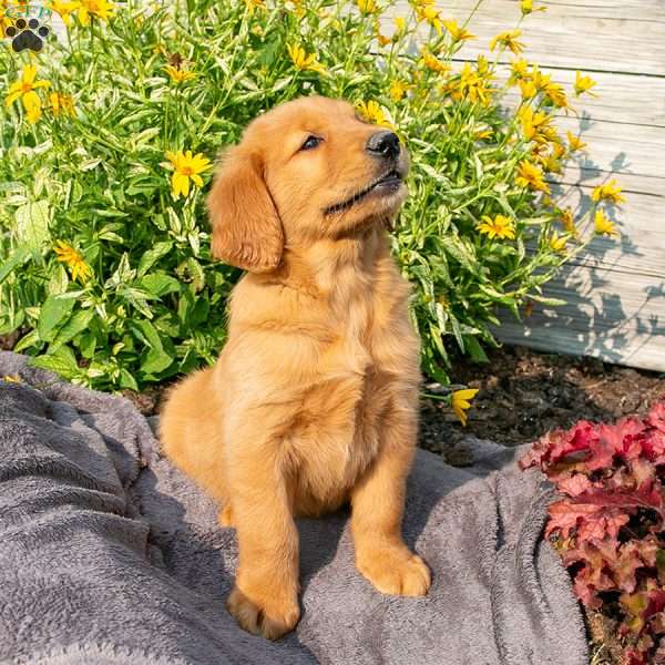 Mazie, Golden Retriever Puppy